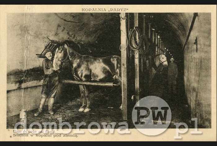 1929 r. Kopalnia Paryż - Stajnia w kopalni pod ziemią (Altman)